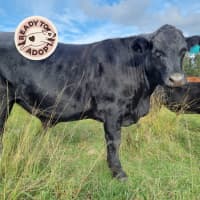 Photo of  Amora, Faith, Tim & Chance