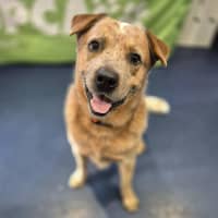 Photo of Red Dog