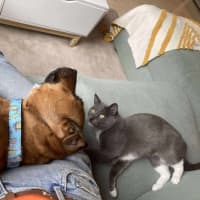 Photo of 🎀🪿Goose🪿🎀