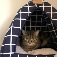 Photo of Leyton & Dakota 🐈‍⬛🌺