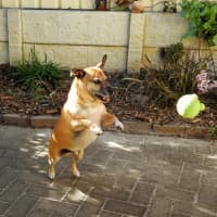 Photo of Barney