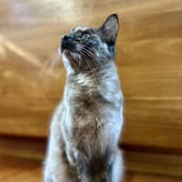 Photo of Paige   Located In Lower Plenty