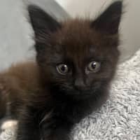 Photo of Onyx