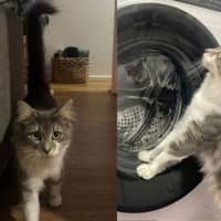 Photo of Rosie