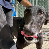 Photo of Hiraani The Greyhound