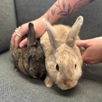 Photo of Hunnybun And Choc Chip 