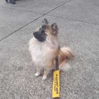 Photo of Whimsy