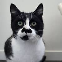 Photo of Sugar