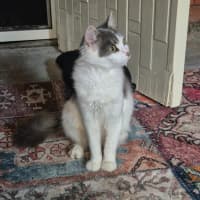 Photo of Patches