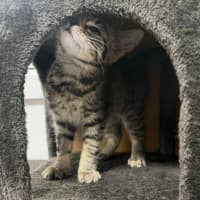 Photo of Birdie
