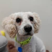 Photo of Pixie