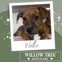 Photo of Waffle