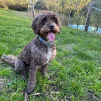 Photo of Milo Russelton