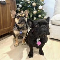 Photo of Effy & Finn  🌷🦴  Assisted Rehome