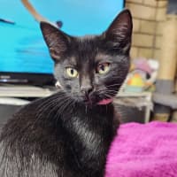 Photo of Cookie