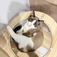 Photo of Toast