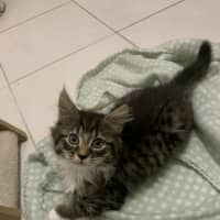 Photo of Gizmo (Was Pesto)