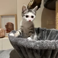 Photo of Moxie