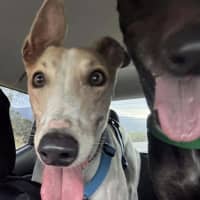 Photo of Cleo, The Greyhound