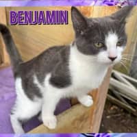 Photo of Theodore & Benjamin (Can Be Seperated)