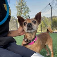 Photo of Molly Imp 1614