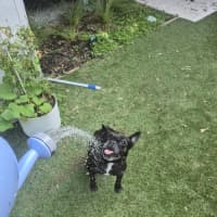 Photo of Cookie   6 Year Old French Bulldog