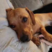 Photo of Dusty   20 Month Old Dachshund 