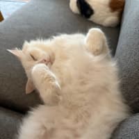 Photo of Smudge