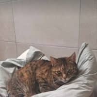 Photo of Tiramisu