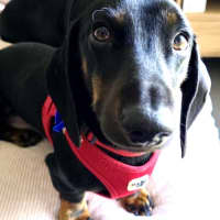 Photo of Johnny   1 Year Old Dachshund