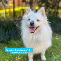 Photo of Wonton   10 Month Old Pomeranian X Spitz
