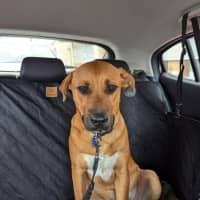 Photo of Cooper   1 Year Old Labrastaff X (Trial)