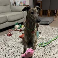 Photo of Tyson, The Greyhound