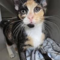 Photo of Waltz *Available At Pet Stock Milperra*