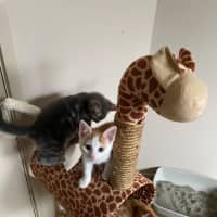 Photo of Spice Chai Meet Me At Pet Stock Carrum Downs