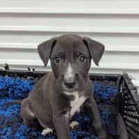 Photo of Muttley Crue