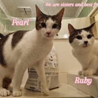 Photo of Pearl & Ruby