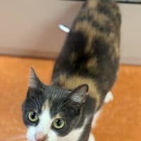 Photo of Zelda
