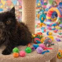 Photo of Black Floof