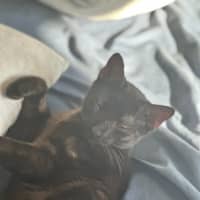 Photo of Myles The Black Panther