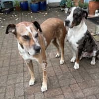 Photo of Bart & Cujo