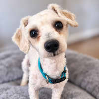 Photo of Alfie