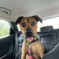 Photo of Rosco