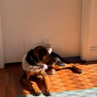 Photo of Archie   10 Month Old Beagle X Shepherd