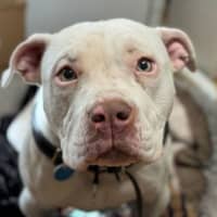 Photo of Indi