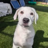 Photo of Barney