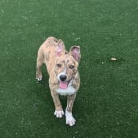 Photo of Thelma Imp 1900