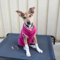 Photo of Scout