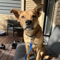 Photo of Bandit 