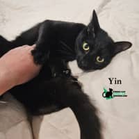 Photo of Yin